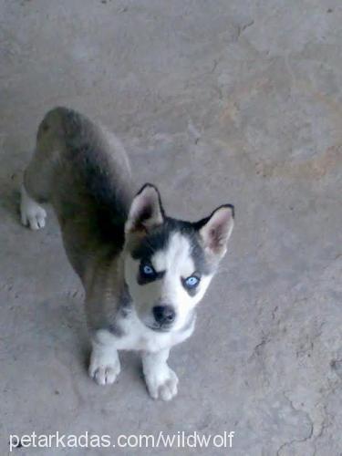 kurt Dişi Sibirya Kurdu (Husky)