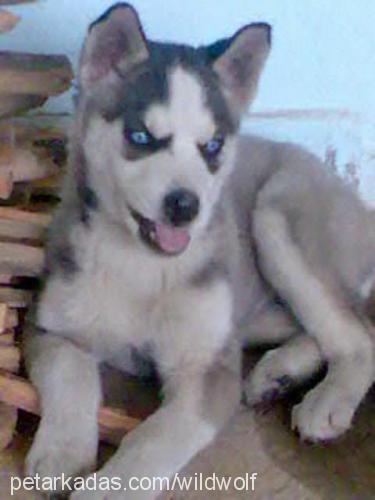 kurt Dişi Sibirya Kurdu (Husky)