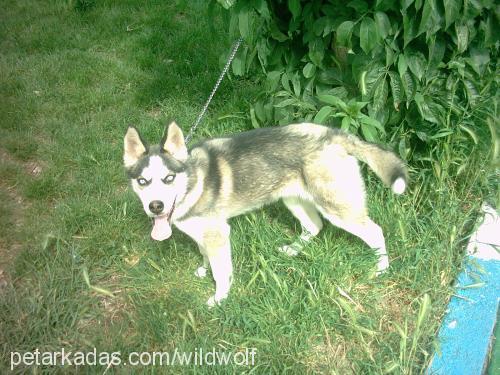 kurt Dişi Sibirya Kurdu (Husky)