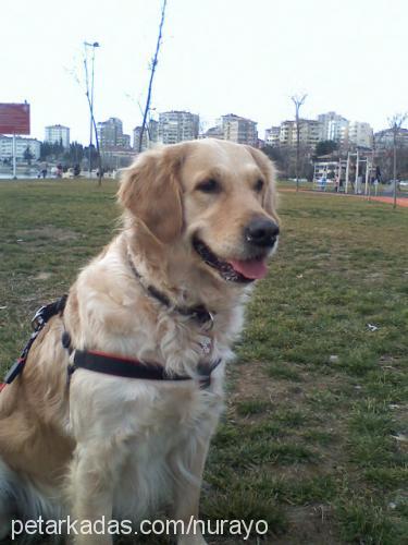 rea Dişi Golden Retriever