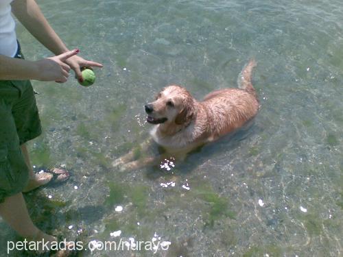 rea Dişi Golden Retriever