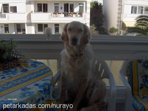 rea Dişi Golden Retriever