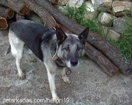 alex Erkek Alman Çoban Köpeği