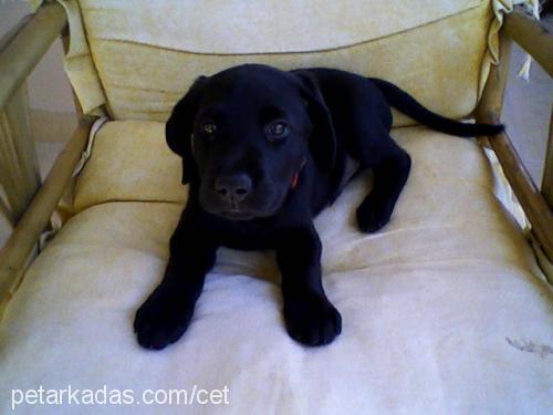 cet Erkek Labrador Retriever