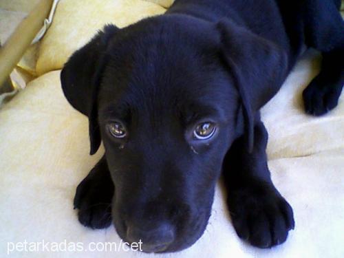 cet Erkek Labrador Retriever