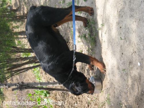 efe Erkek Rottweiler