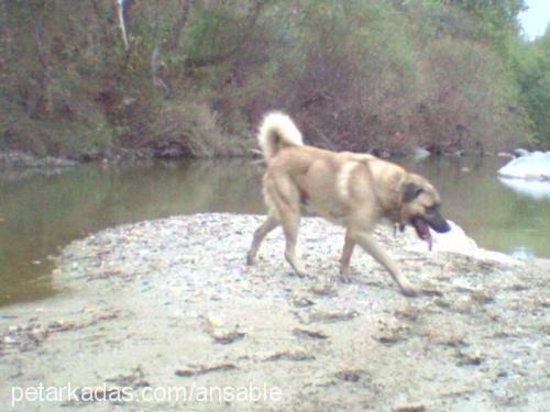 zorlu Erkek Kangal