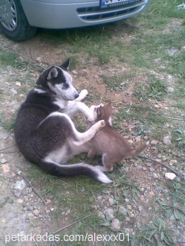 alex Erkek Sibirya Kurdu (Husky)