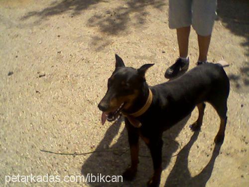 daisy Dişi Doberman Pinscher