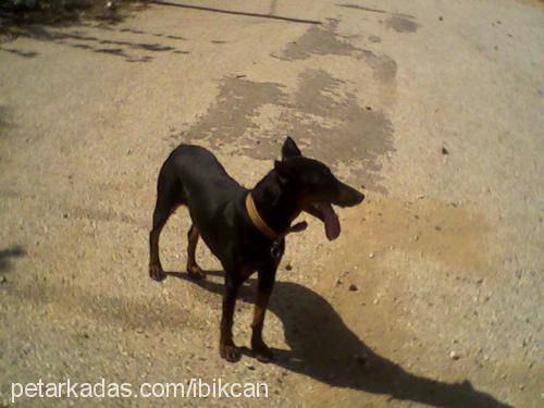 daisy Dişi Doberman Pinscher