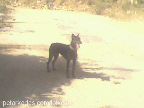 daisy Dişi Doberman Pinscher