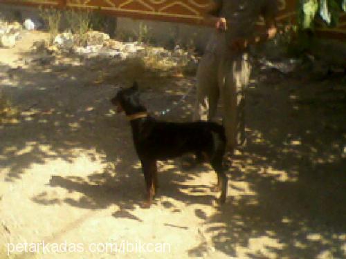 daisy Dişi Doberman Pinscher