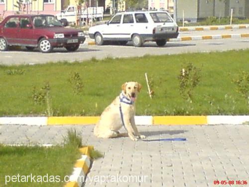 efe Erkek Labrador Retriever