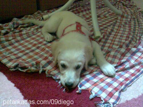 dİego Erkek Labrador Retriever