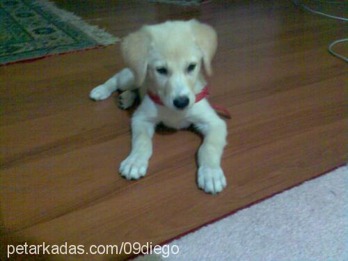 dİego Erkek Labrador Retriever