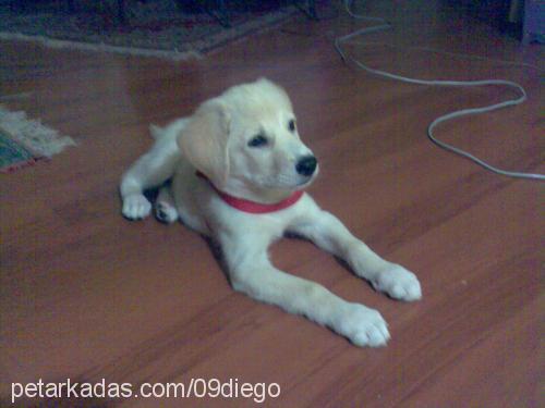 dİego Erkek Labrador Retriever