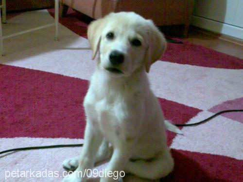 dİego Erkek Labrador Retriever