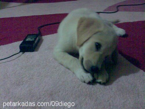 dİego Erkek Labrador Retriever