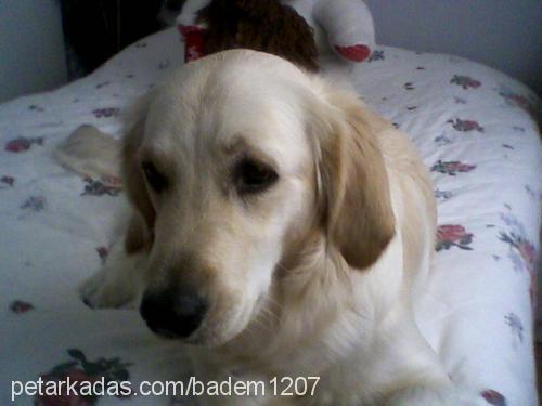 badem Dişi Golden Retriever