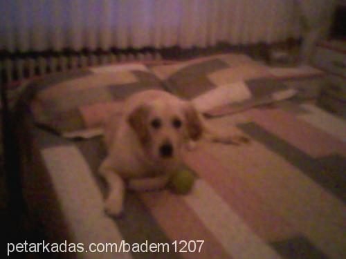 badem Dişi Golden Retriever