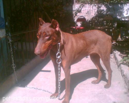 leyzi Dişi Doberman Pinscher