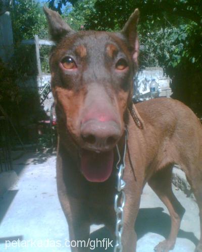 leyzi Dişi Doberman Pinscher