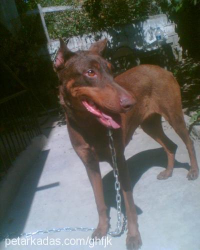 leyzi Dişi Doberman Pinscher