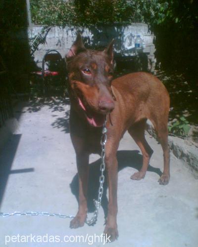 leyzi Dişi Doberman Pinscher