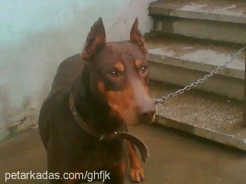 efe Erkek Doberman Pinscher