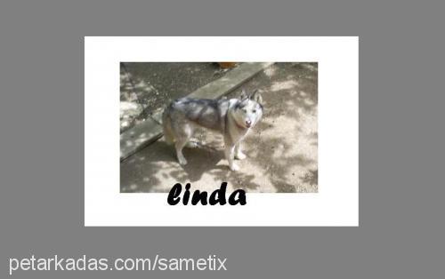 linda Dişi Alaskan Malamute