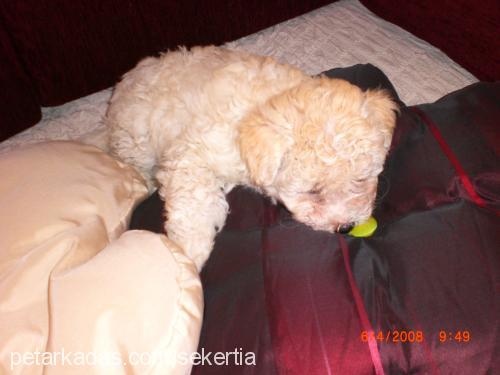 tia Dişi Bichon Frise