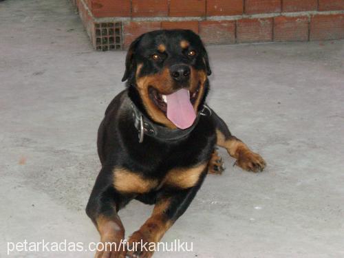 cont Erkek Rottweiler