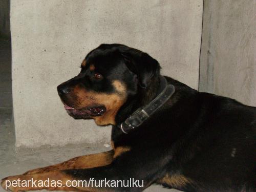 cont Erkek Rottweiler