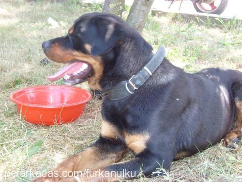 cont Erkek Rottweiler