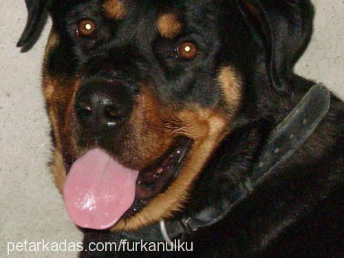 cont Erkek Rottweiler