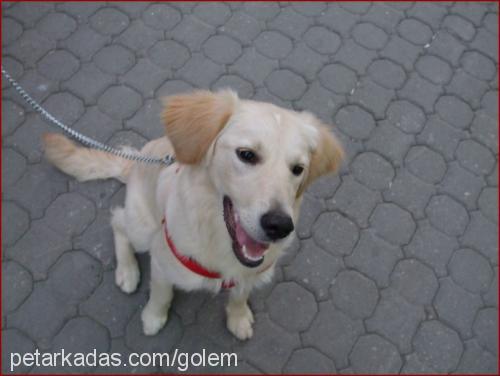 whisky Dişi Golden Retriever