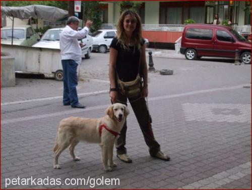 whisky Dişi Golden Retriever