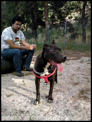 sultan Dişi Amerikan Pitbull Terrier