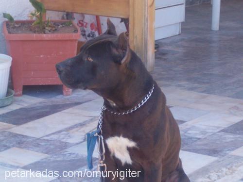 paşa Erkek Amerikan Pitbull Terrier