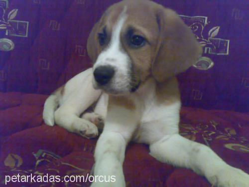 kaymak Erkek Beagle