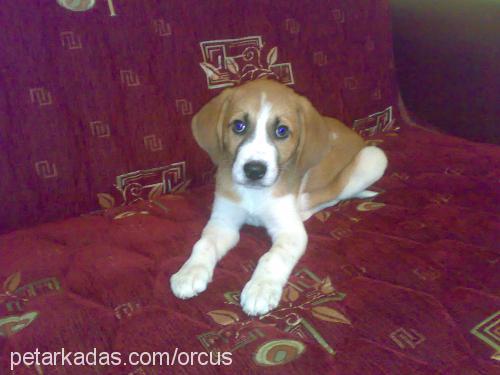 kaymak Erkek Beagle