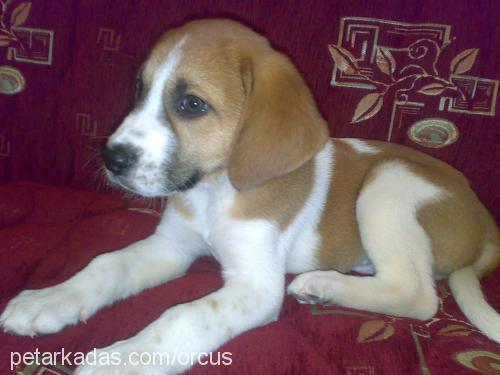 kaymak Erkek Beagle