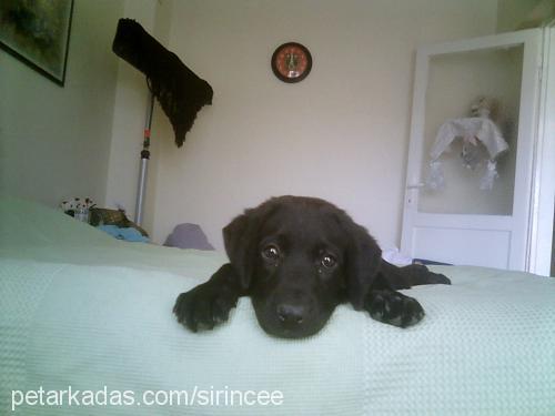 zeytin Dişi Labrador Retriever