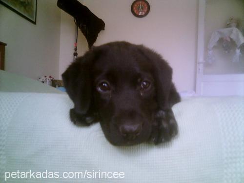 zeytin Dişi Labrador Retriever