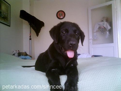 zeytin Dişi Labrador Retriever