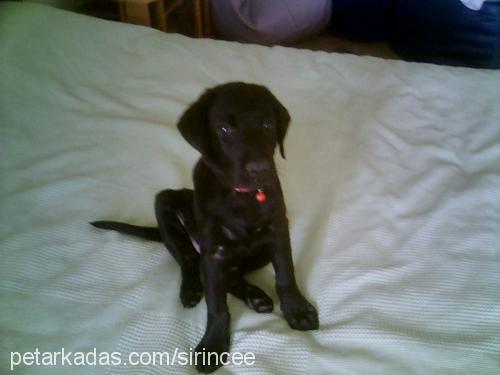 zeytin Dişi Labrador Retriever