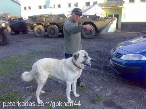 muro Erkek Kangal