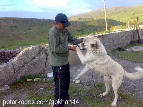 muro Erkek Kangal