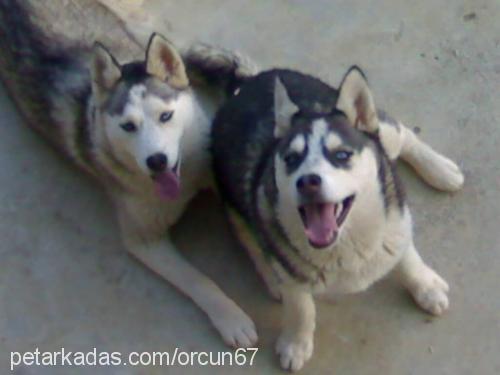 aşil Erkek Sibirya Kurdu (Husky)