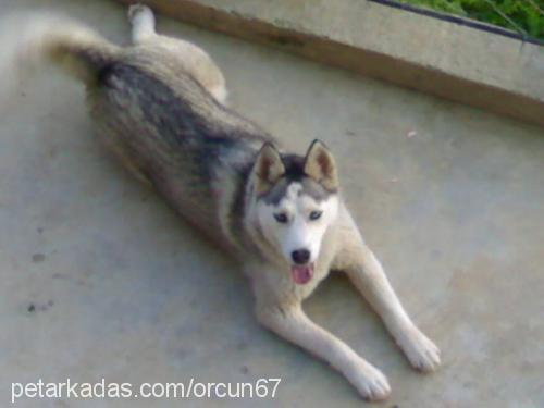 hera Dişi Sibirya Kurdu (Husky)